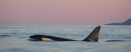 Nastja Vidmar: Plavanje s kiti v Arktičnem morju Norveške
